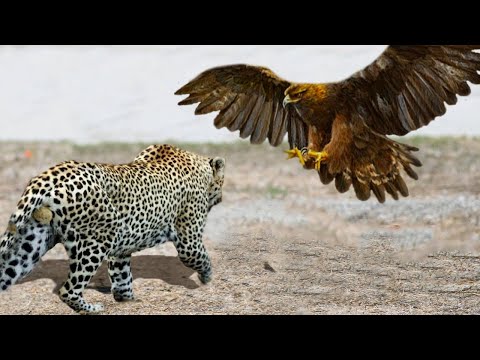 Vidéo: Léopard d'Afrique : habitat, habitudes, description, caractère de l'animal