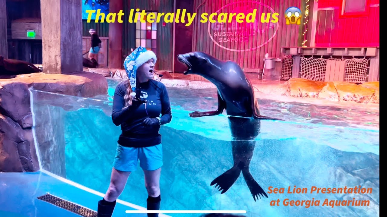 Sea lion presentation at Georgia aquarium
