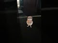 APT virson india #funny #comedy #cute #funnyanimals #birds #ytshorts #youtubeshorts #trandingshorts