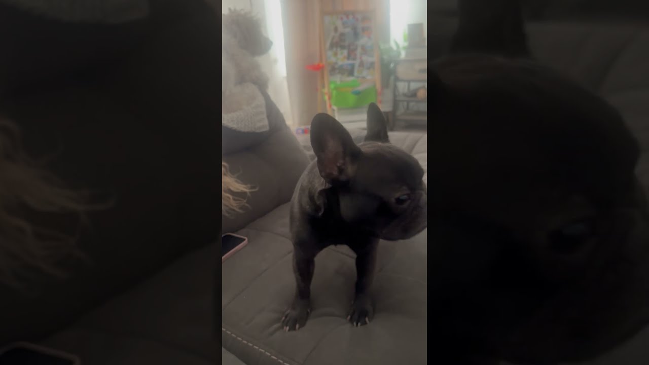 Talking French Bulldog Says I Love You ViralHog