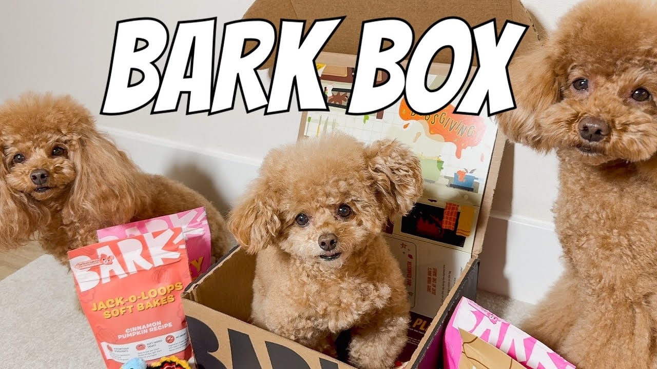 愛犬たちが大興奮！毎月届く“BARK BOX”を開封してみた！