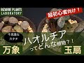 【超初心者向け！】ハオルチア（万象と玉扇）ってどんな植物？！＜驚きの進化型＞