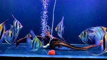 Altum angelfish - Thần tiên Ai Cập