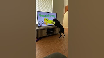 Thumbnail of Dog Knocks Television Over Searching for Squeaky Toy || ViralHog