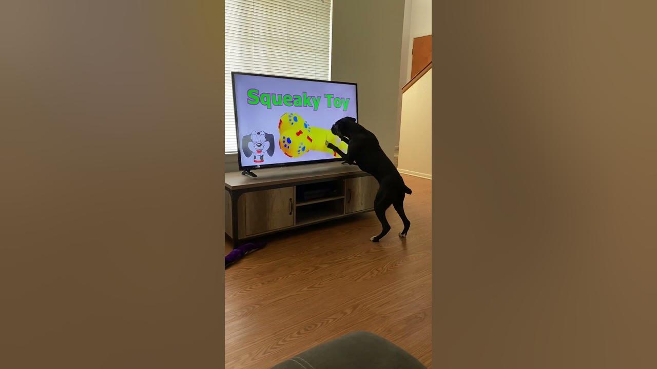 Dog Knocks Television Over Searching for Squeaky Toy || ViralHog