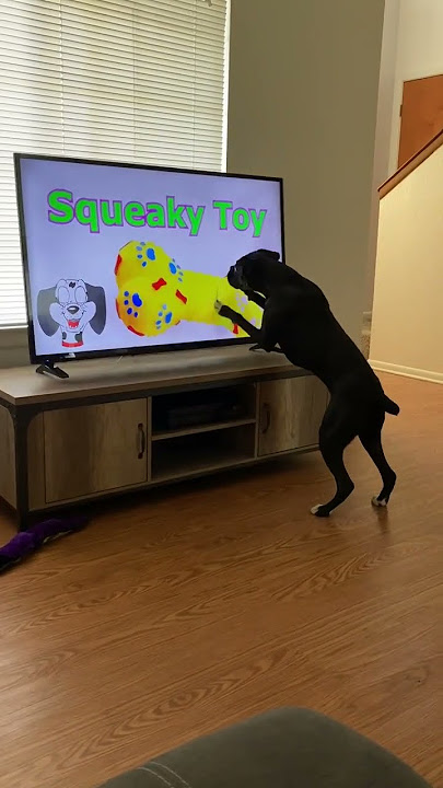 Dog Knocks Television Over Searching for Squeaky Toy || ViralHog