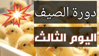 تربية الفراخ البيضة اليوم التالت تربية الدواجن فى المنزل