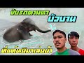 บัวบานหาย❗️ตามหาบัวบานไปเล่นนำ้एक हाथी,elephant