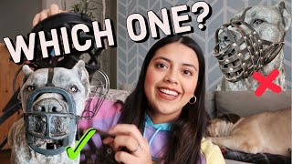 Which Muzzle to Pick for Your Dog? - Living with a Cane Corso What Muzzle Should I Buy