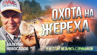видео: Ловля жереха на воблер: Тактика и Секреты для поимки Крупной Рыбы картинка: Ловля жереха на воблер: Тактика и Секреты для поимки Крупной Рыбы