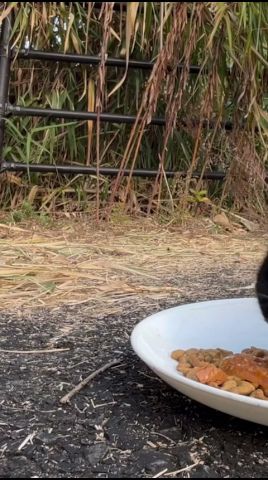 春前の腹ペコ猫達の朝ごはん　#shorts #野良猫 #餌やり