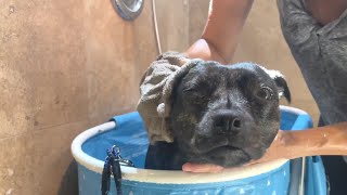 Watch: This Staffy Hates Baths But Absolutely Loves The Aftermath!