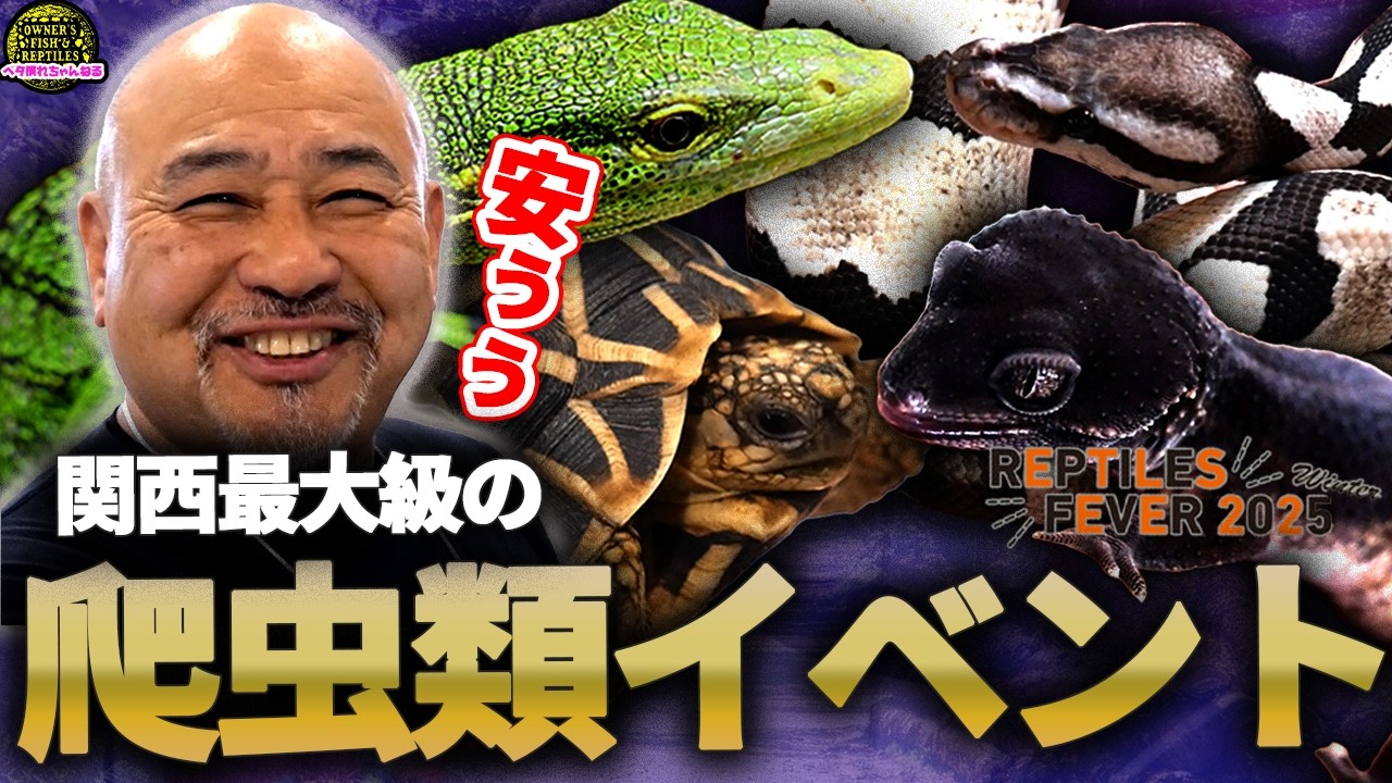【大公開】レプタイルズフィーバーの爬虫類が凄かった...【爬虫類イベント】