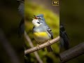 This Vibrant Bird Sings Like A Tiny Orchestra | Grey-crowned Warbler Song | 4K Forest Clip