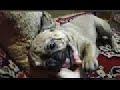 Французский бульдог  Ден - бойцовская собака. French Bulldog