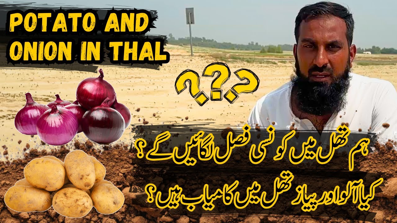 Thal Desert Farming Adventure 🌾 Green Manuring, Bajra, Gawar, Aloo, Piyaz & Chana 2025