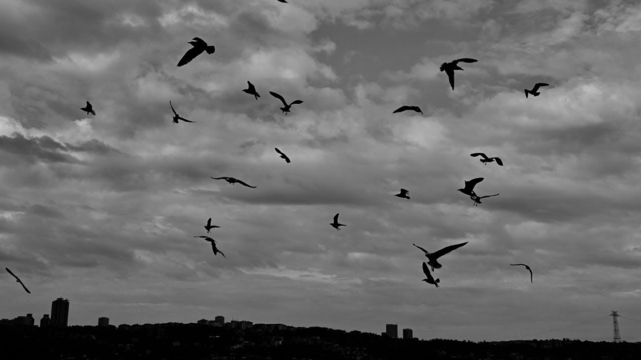 Crow Calling Sounds (10 Hours Black Screen)