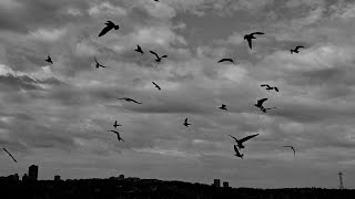 Crow Calling Sounds (10 Hours Black Screen) Content