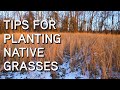 Native grasses  tips for planting