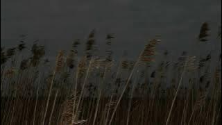 novo amor – birdcage // slowed & reverb