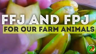 FREE RANGE CHICKEN FARMING PHILIPPINES| PAANO GUMAWA NG FERMENTED FRUIT & PLANT JUICE