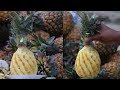 Amazing Pineapple Cutting Skills | Fruit Ninja of Mirpur Dhaka Bangladesh