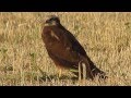 Western Marsh harrier (Circus aeruginosus) - Cyprus