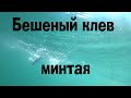 Бешеный клев минтая, ловится на голые крючки. Приморский край, Находка.