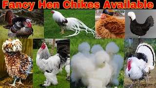 Fancy hen Chikes Silkey , polish , Frezal Bnatam , Turkey Birds Chikes available #petlover
