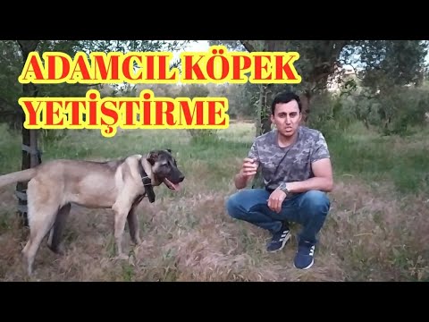 ADAMCI KÖPEK NASIL YETİŞTİRİLİR ? KÖPEĞİNİZİ NASIL ADAMCIL YAPARSINIZ ? ADAMCIL,SERT, KORUMA KÖPEĞİ