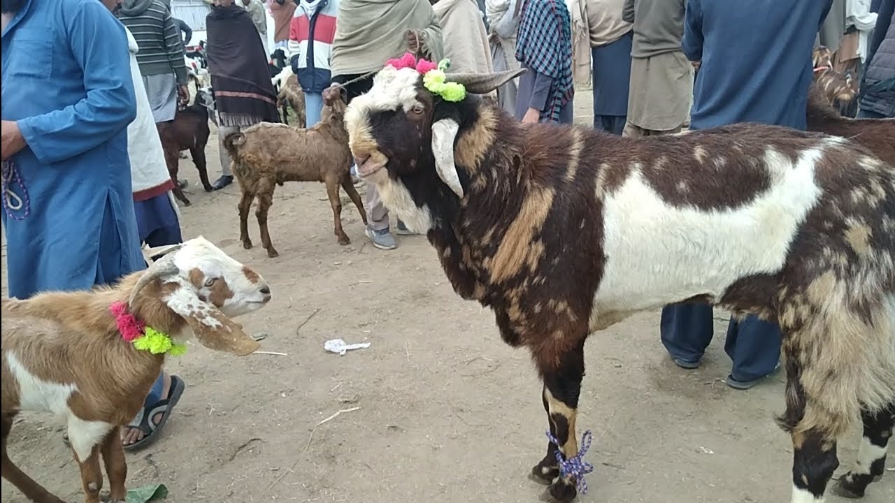 Qurbani klia bakrea Chakwal bakra mandi visit  2 March 2023