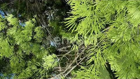 Forest Rotating Camera | Motion Graphics - Videohive template