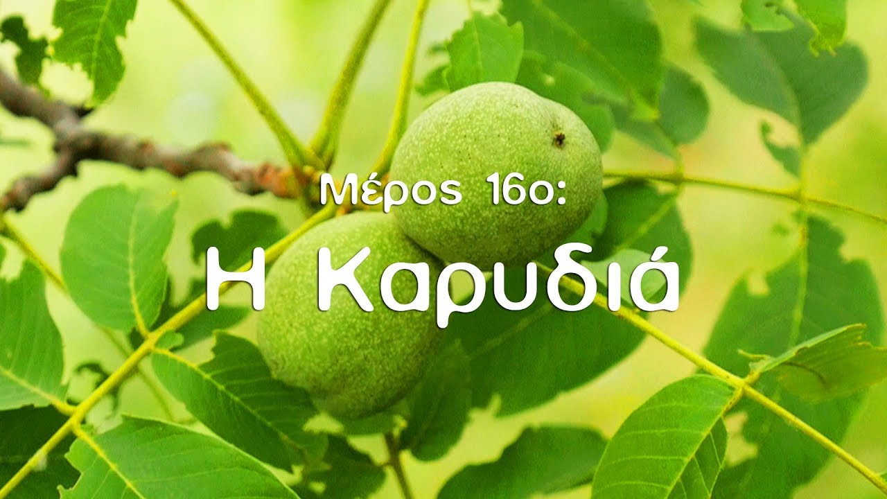 Η Φυσική Καλλιέργεια με τον Παναγιώτη Μανίκη (ΜΕΡΟΣ 16ο: Η Καρυδιά)