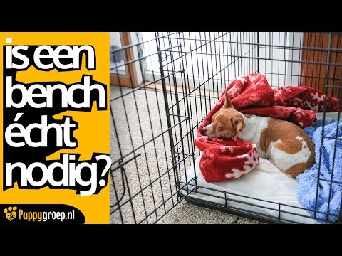 Video: Hoe Puppy's Een Stamboom Te Geven?