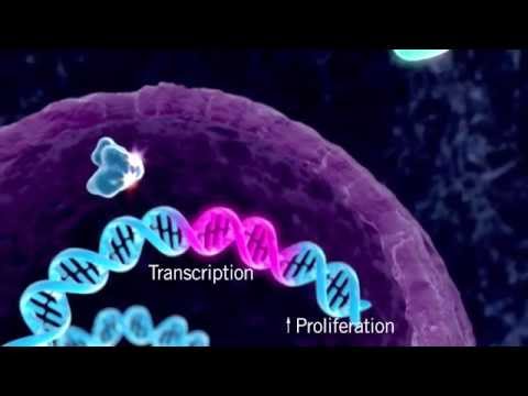 Vídeo: A Conectividade De Membrana Estimada Pela Análise De Imagem Digital Da Imuno-histoquímica Do HER2 é Concordante Com Os Resultados Da Pontuação Visual E Da Hibridização Por Fluoresc