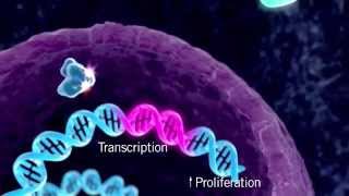 The HER Signaling Pathway