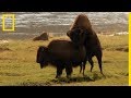 Le rut chez les bisons de Yellowstone