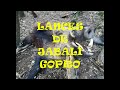 RECOPILACIÓN DE LANCES DE JABALI CON GOPRO. 🐗🐗