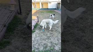 Леон, Моцарт, Буся и красавец Шерлок гуляют без конфликтов 😍 Весна в гостинице для собак Полтаве