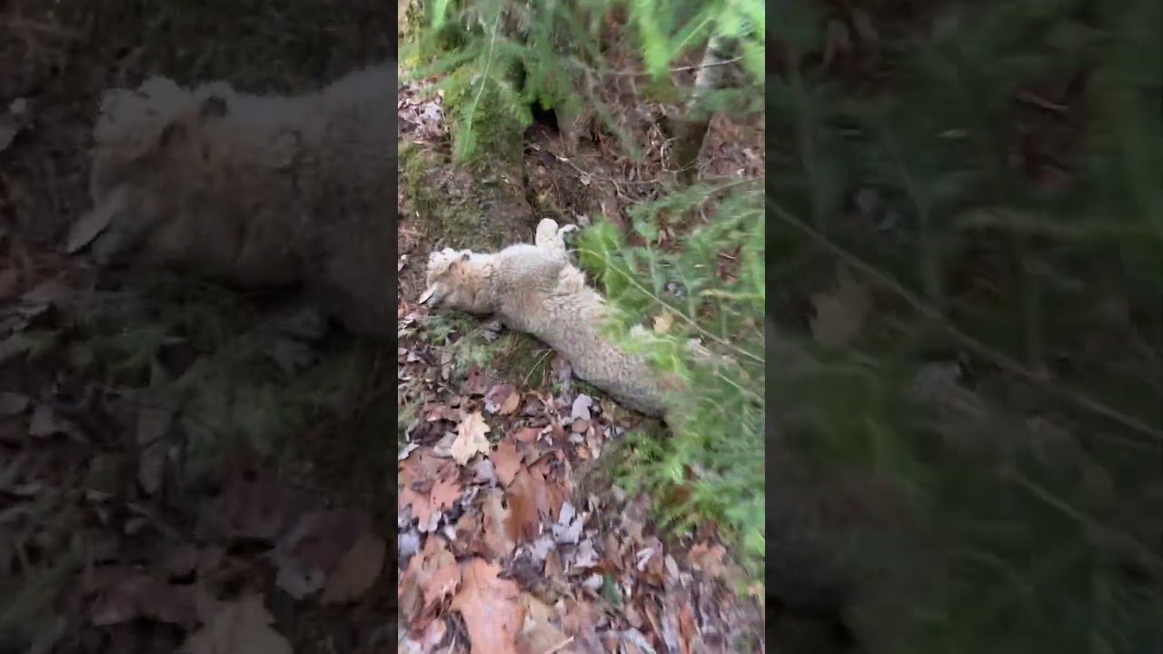 Cubby set remake for bobcat. 