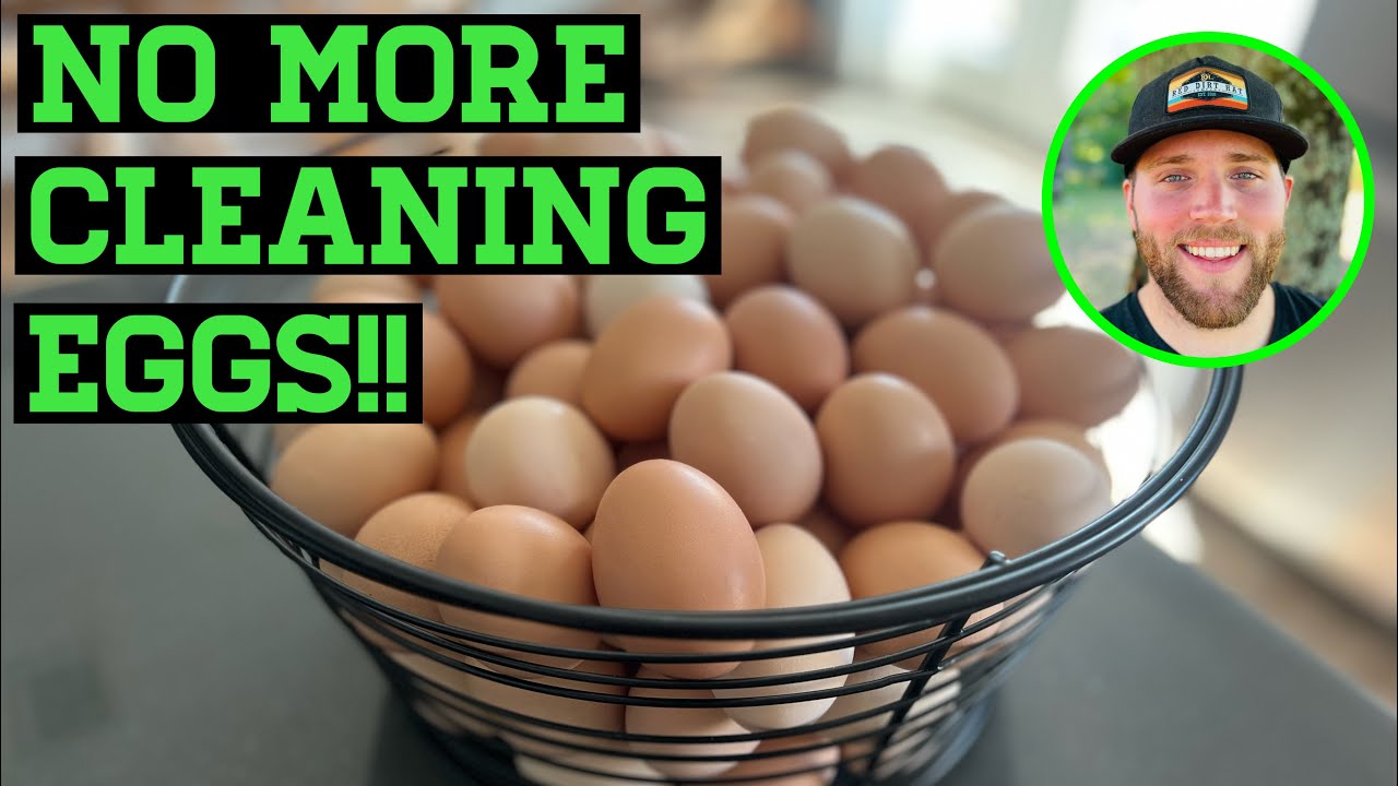 💩 NO MORE POO ON MY EGGS! HEN GEAR NEST BOX REVIEW YouTube