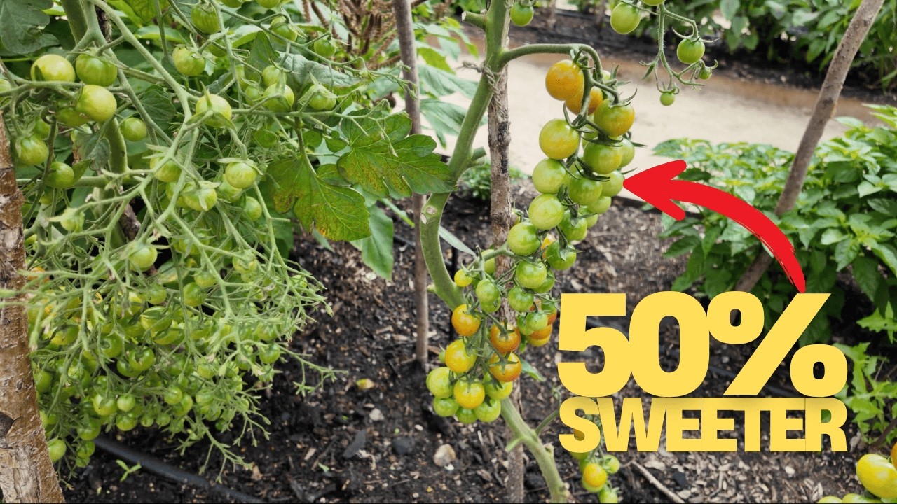 Old Fashioned Tricks to Grow Sweeter Tomatoes!