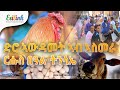    eritrean eritrea asmera eritreanews eritreanmovie eritreanmusic erilink eritv