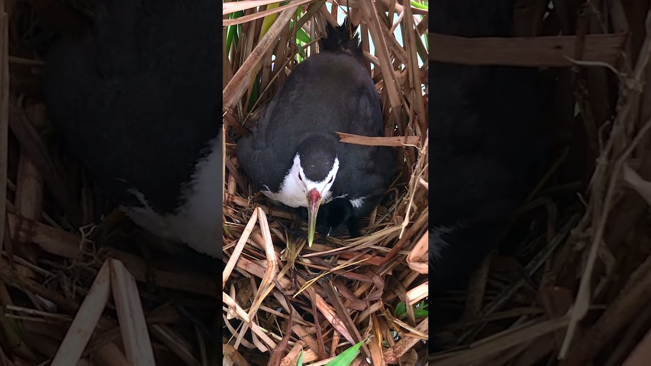 Птенцов Хотят Играть Вместе За Пределами Плавучего Гнезда – Мать-птица Хочет, Чтобы Птенцы Спали