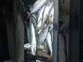 сумашедший сезон скумбрии открыт#рыбалка #море #скумбрия