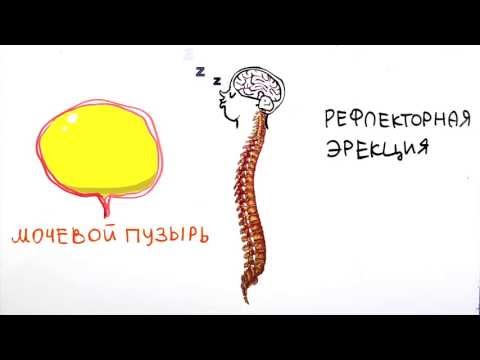 Научпок - Утренний стояк