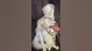 Cute Kittens 😸 😍 Funny Cats videos beautiful 🐈 😻 #cat #cats #kitten #cutecat #catvideos #kitty