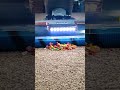 Kaleidoscopic Clean Sweep! #oddlysatisfying #vacuumcleaner #looksgood #vacuumwars
