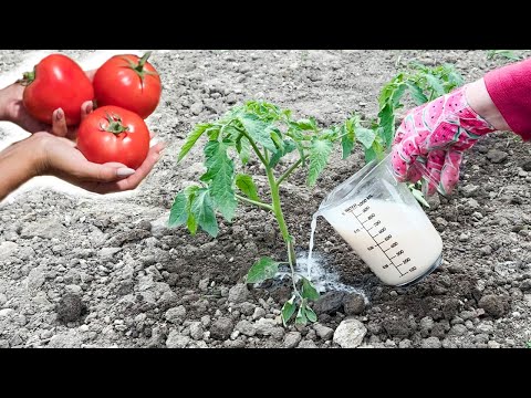 Wideo: Karmienie pomidorów drożdżami - opinie