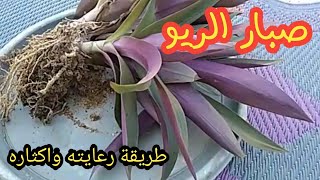 من الصباريات الجميلة والتى تستحق الإقتناء | كيفية رعاية وإكثار صبار الريو 🌱🌱